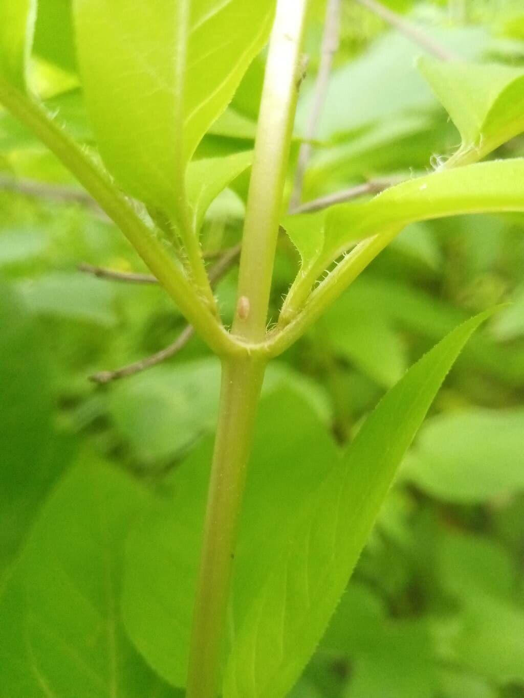 Lisimachia ciliata 22