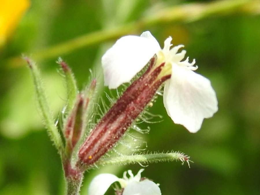 Silene gallica 8