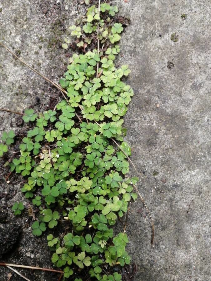 Acetosa esile 7