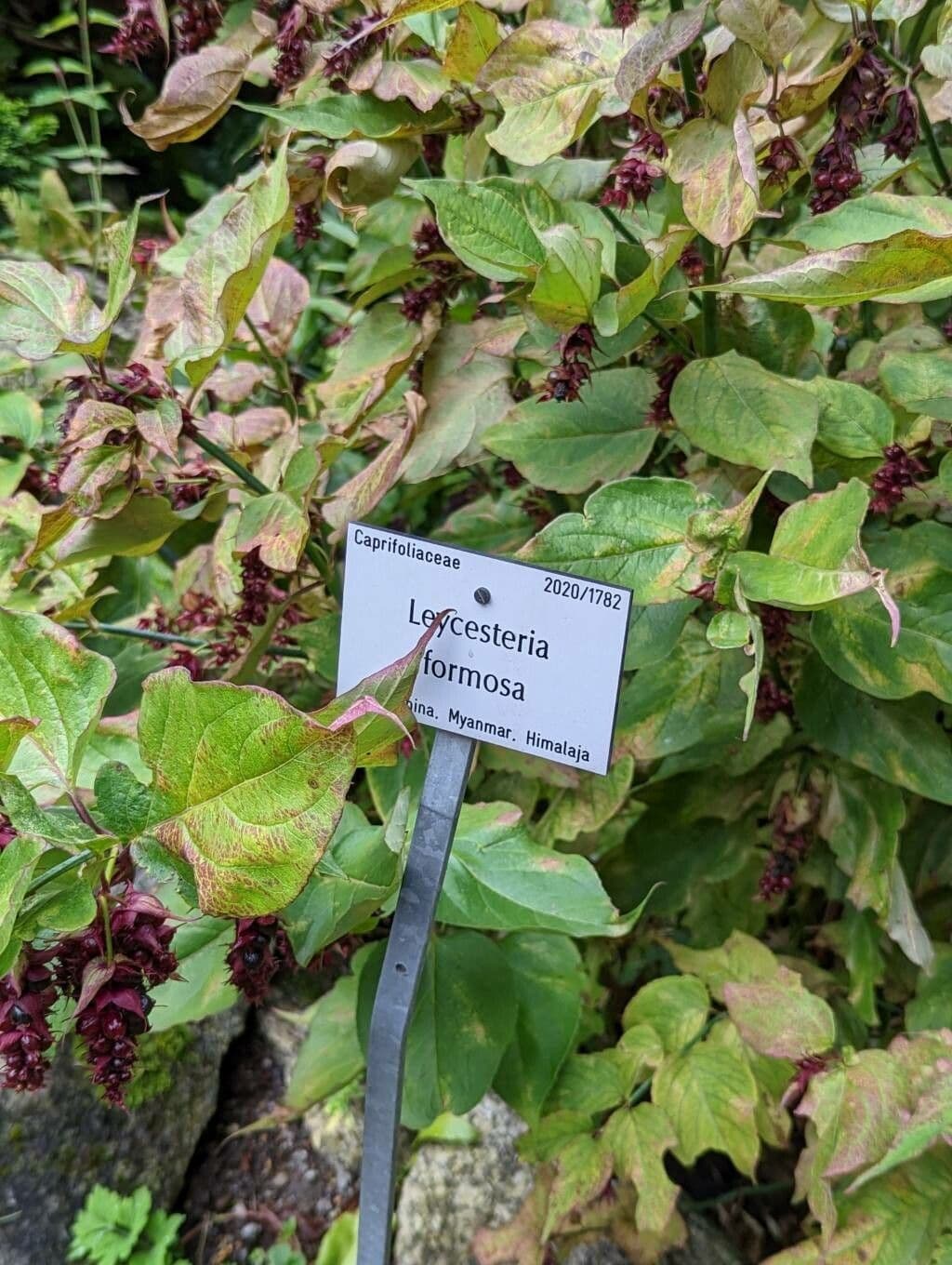 Leycesteria 27