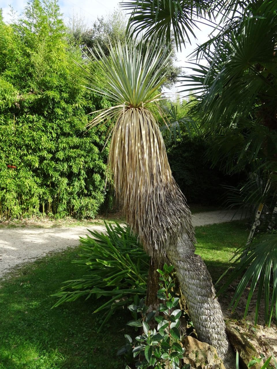 Yucca rostrata 11