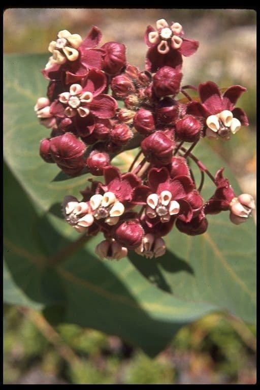 Asclepias 6