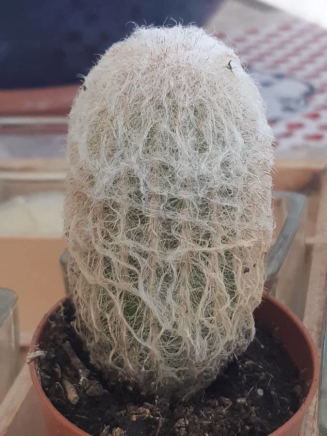 Espostoa 8
