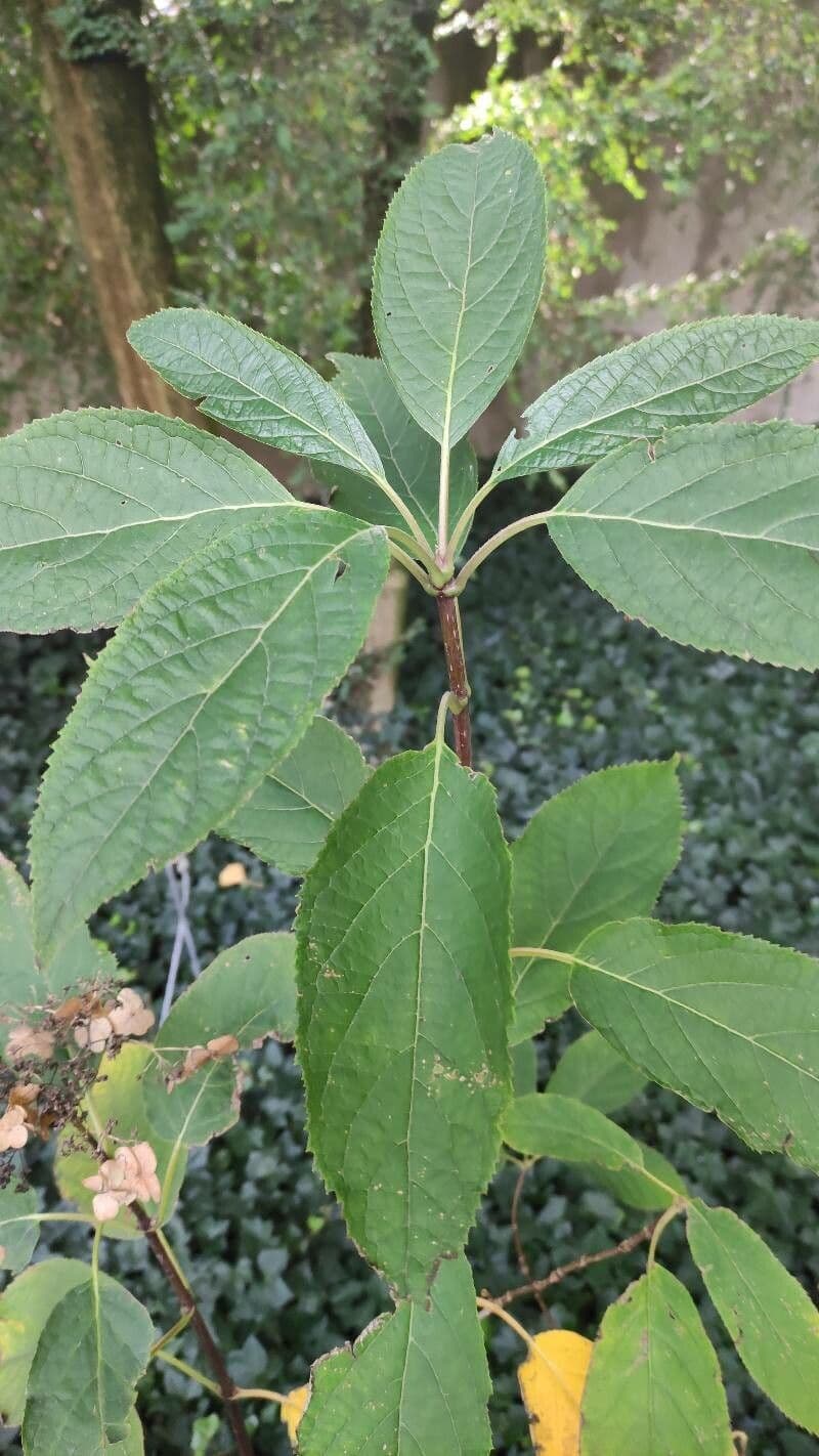 Ortensia eteromalla 6