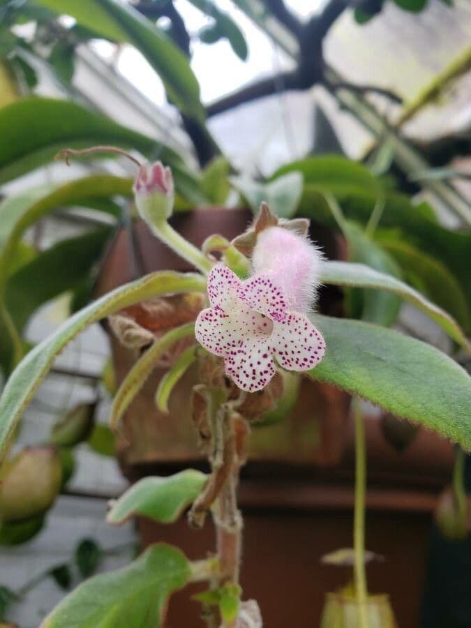 Kohleria pelosa 2