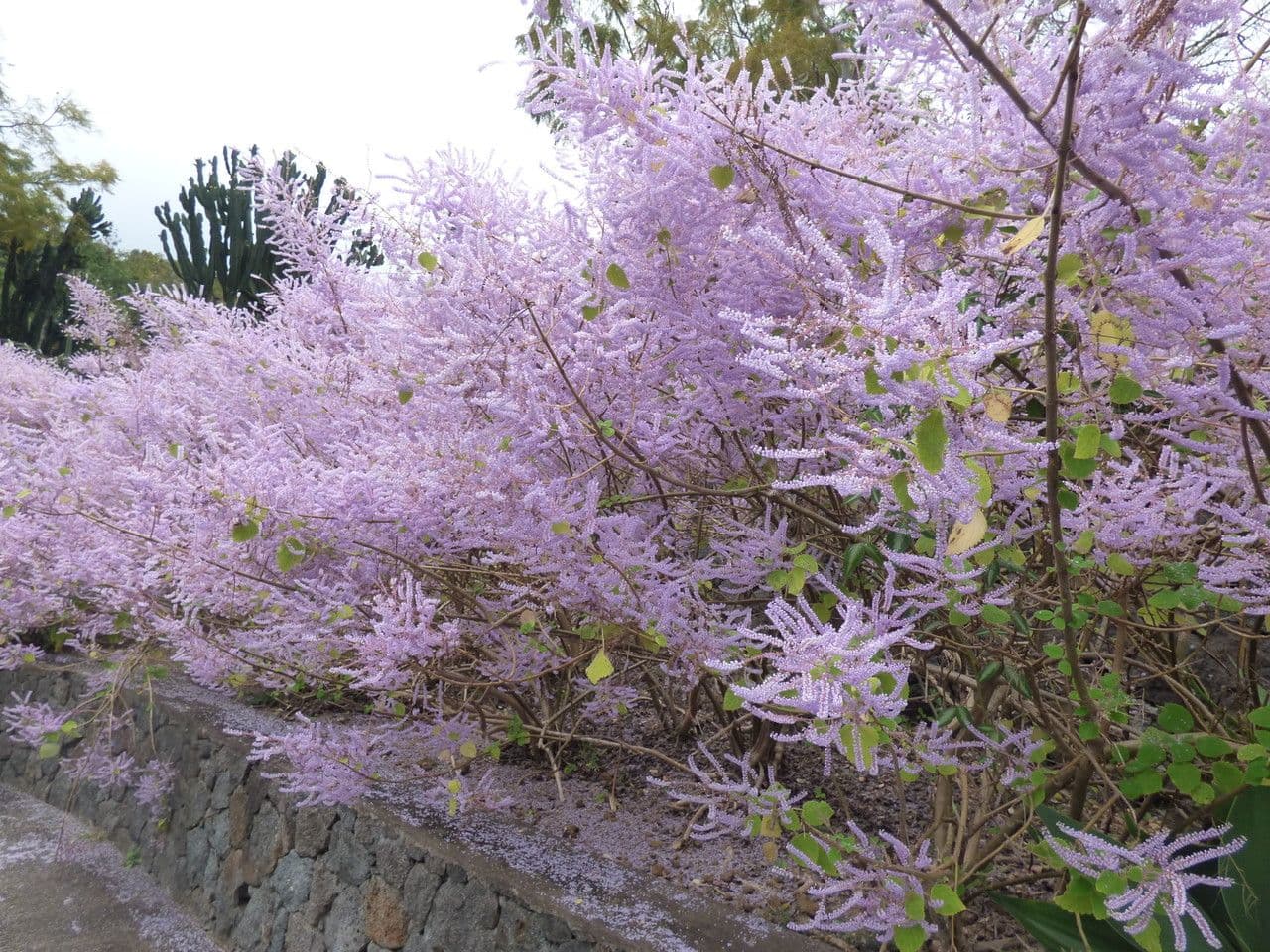 Ufer-Tetradenia 10