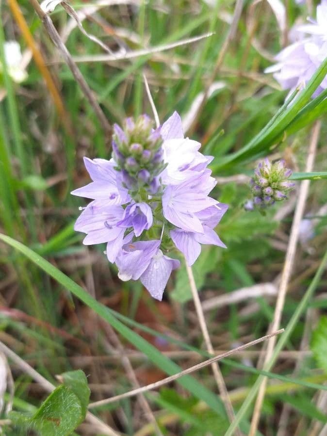 Veronica austriaca 6