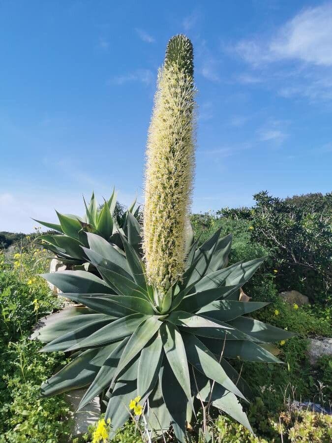 Agave lanuginosa 8