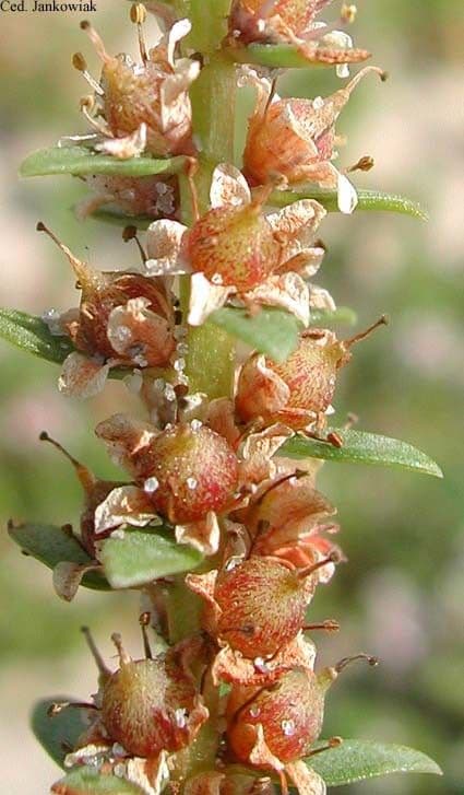 Erba de latti 2