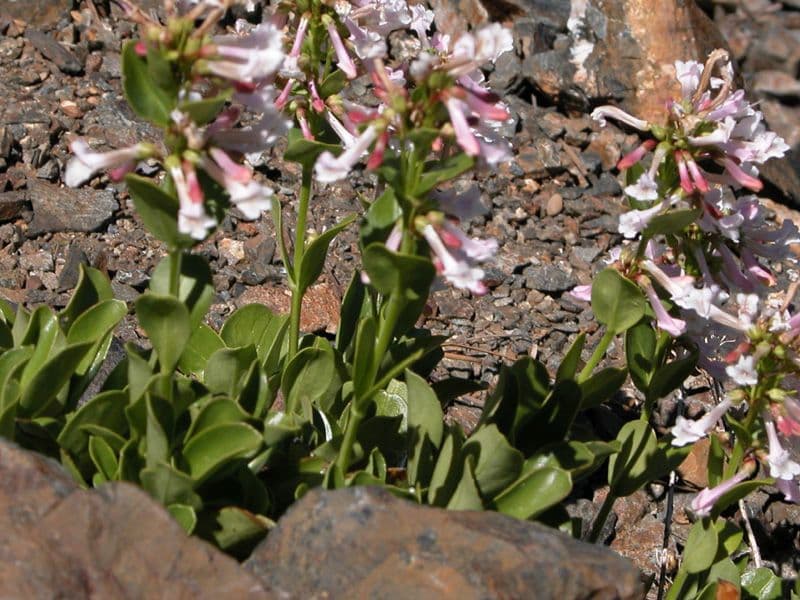 Penstemon 5