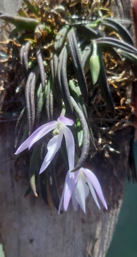 Leptotes 2