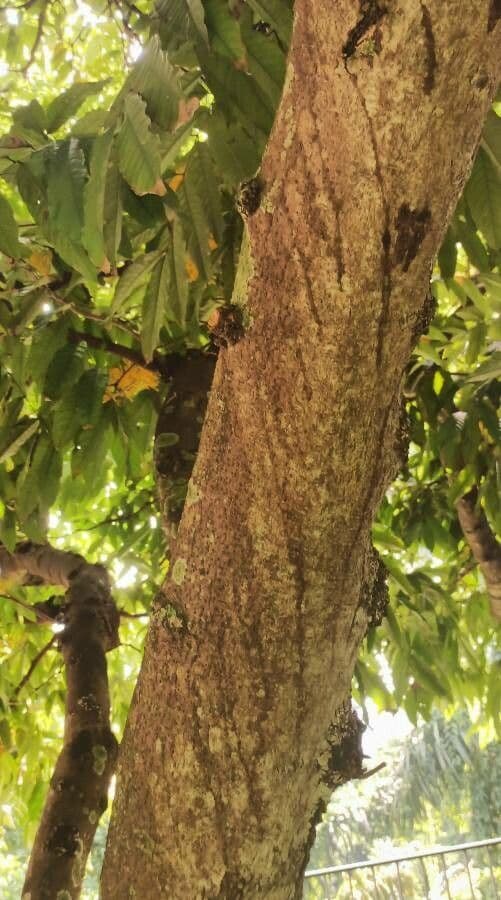 Saraca indica 23