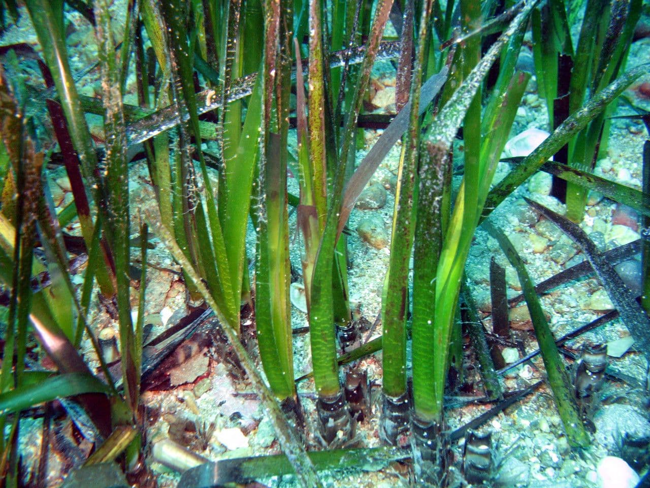 Posidonie mořská 19