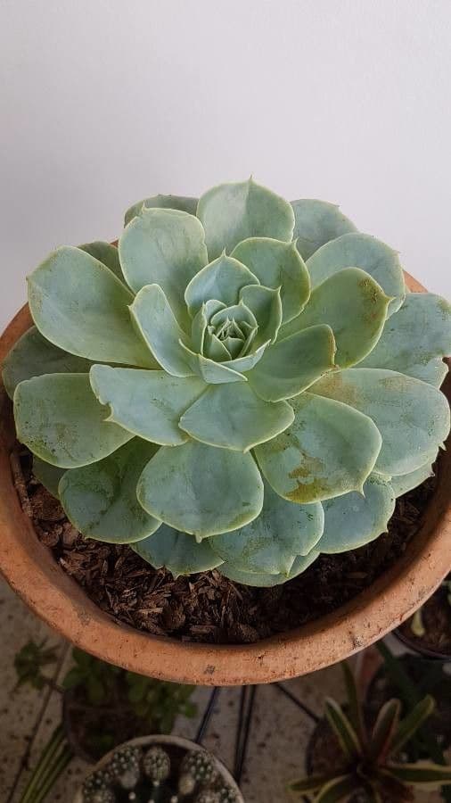 Echeveria secunda 22