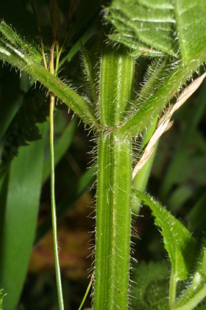 Stachys 5