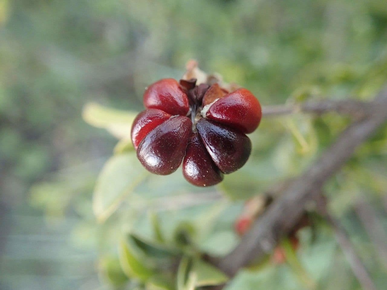Turraea