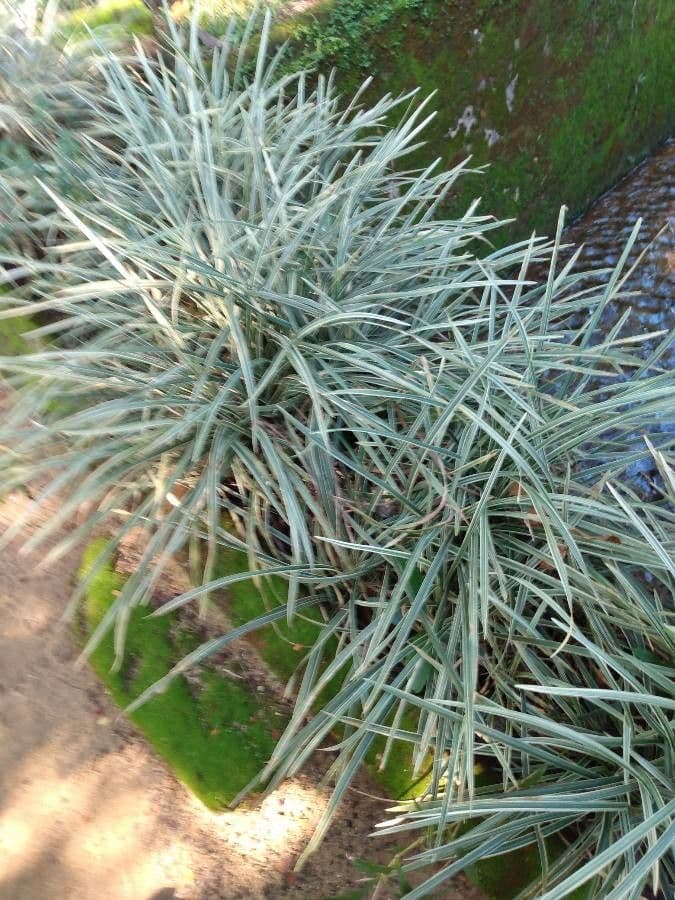 Scagliola arundinacea 12