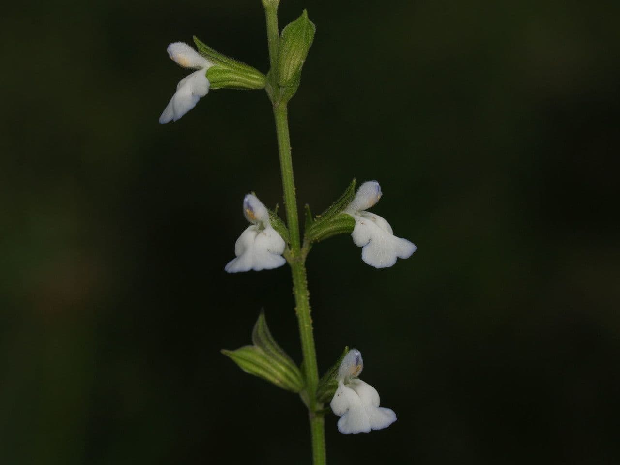 Salvia reflessa 9