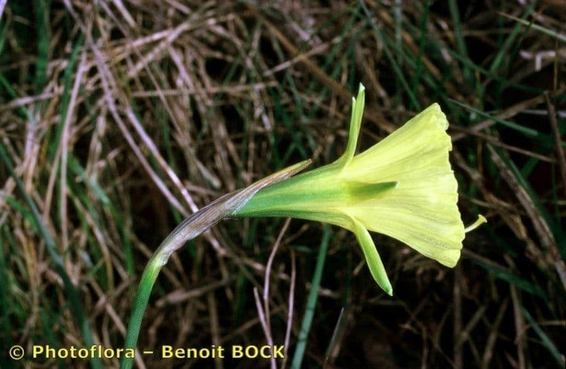 Narcisse 15