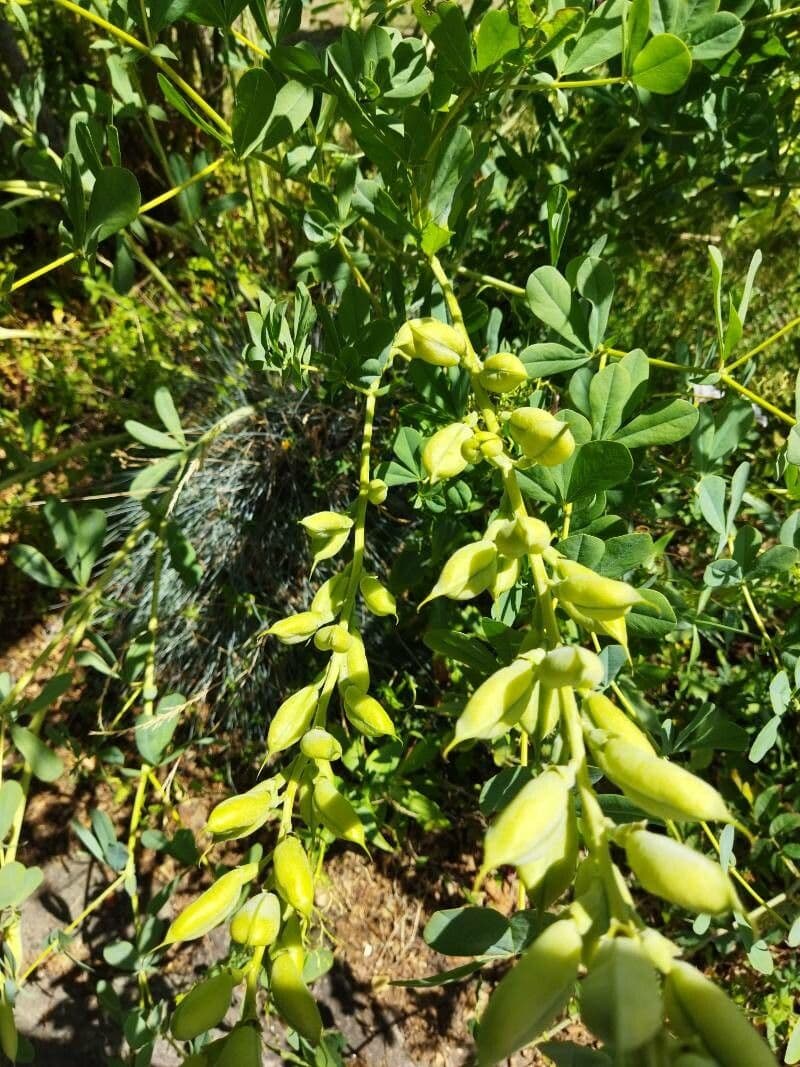 Baptisia 23