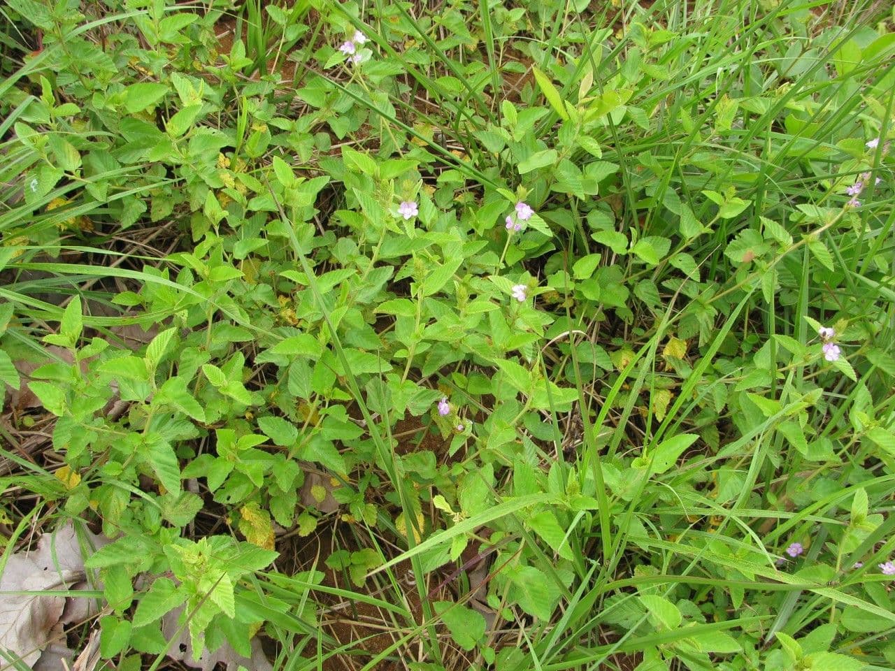 Melochia villosa 10