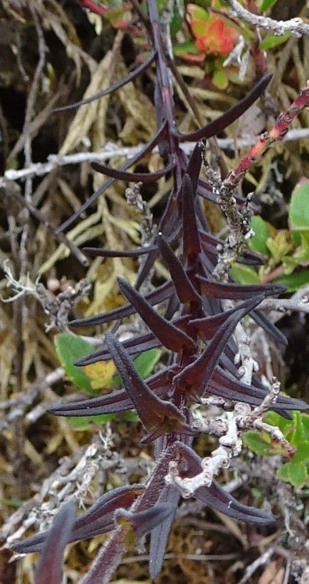 Castilleja 9