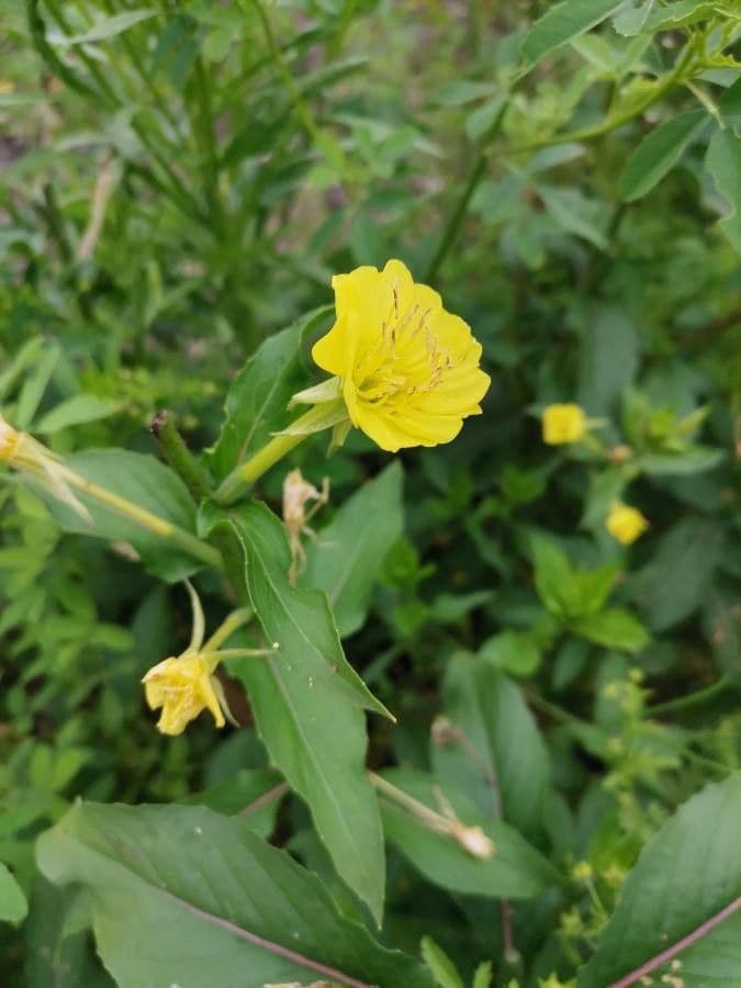 Enagra parviflora 8