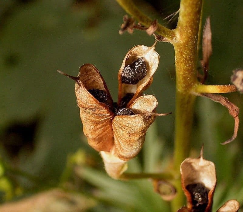 Aconito napello