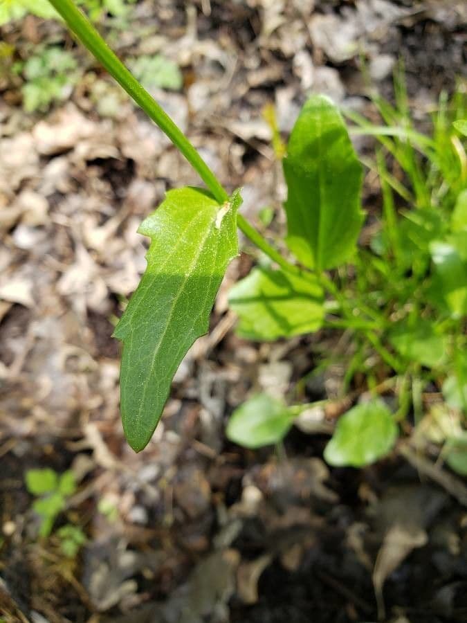 Bisetella bulbosa 9