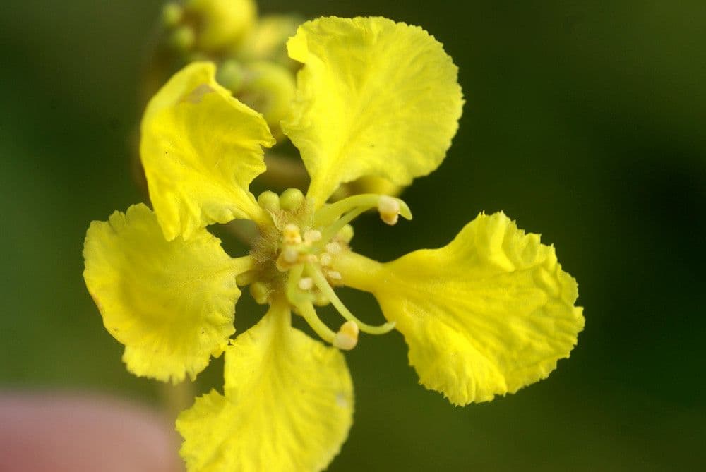 Stigmaphyllon 5