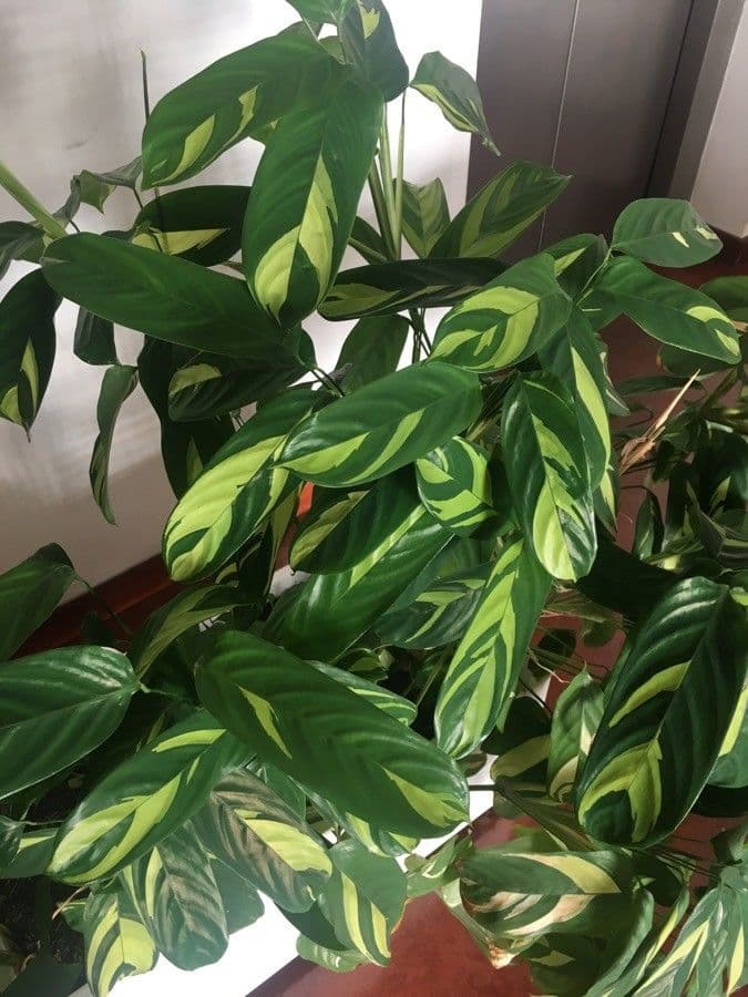 Ctenanthe 9