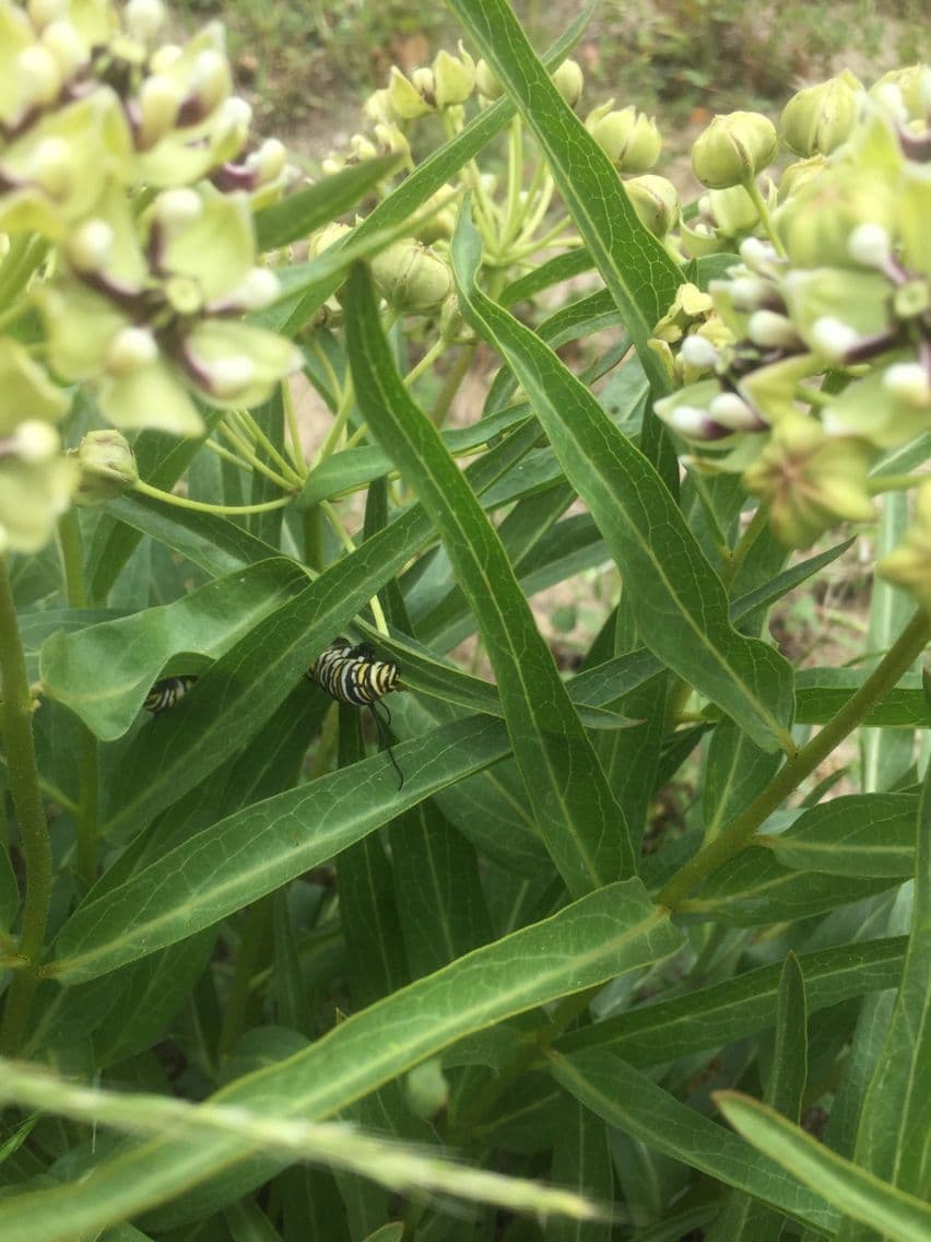 Asclepias asperula 18