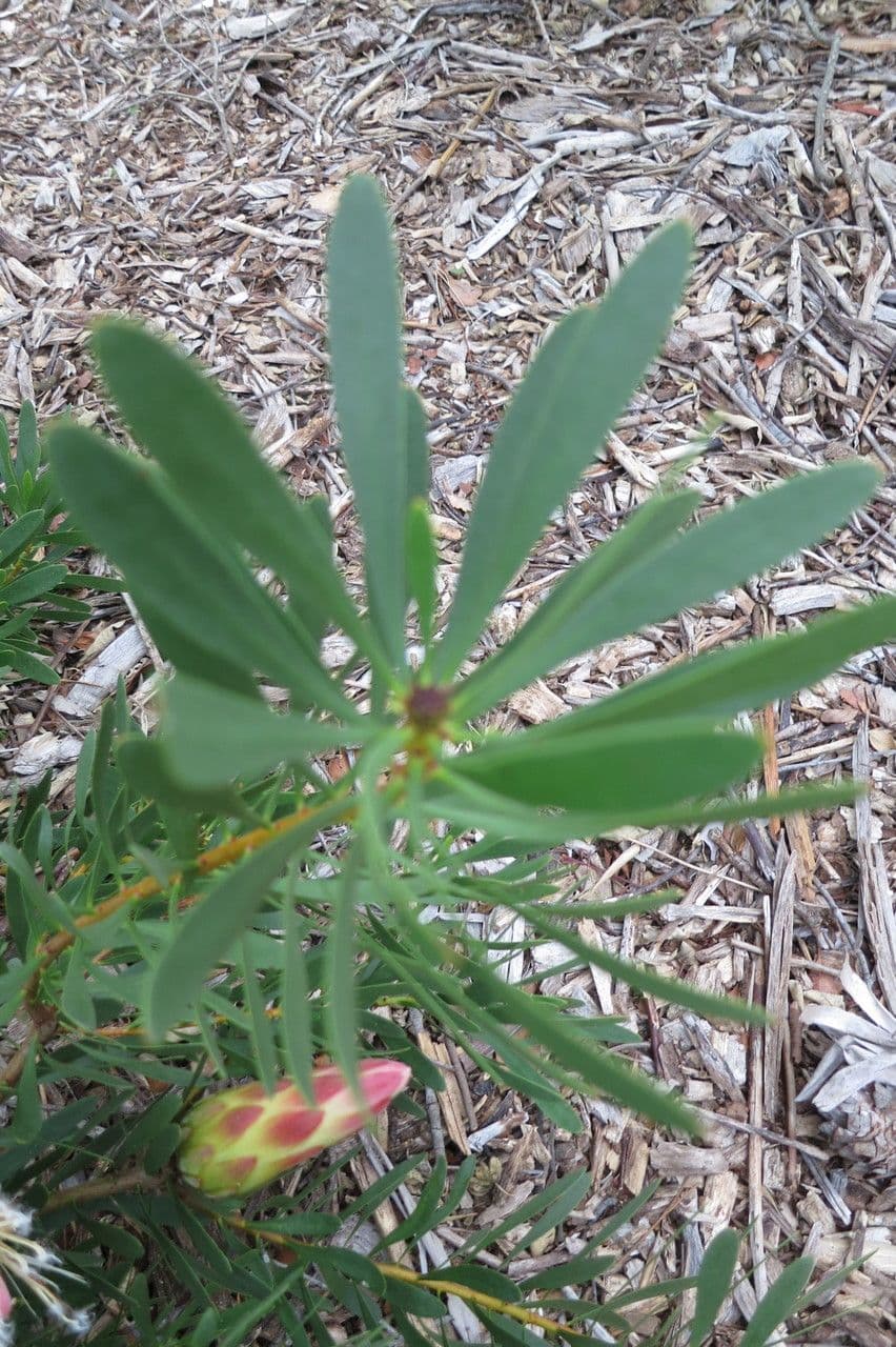 Protea 7