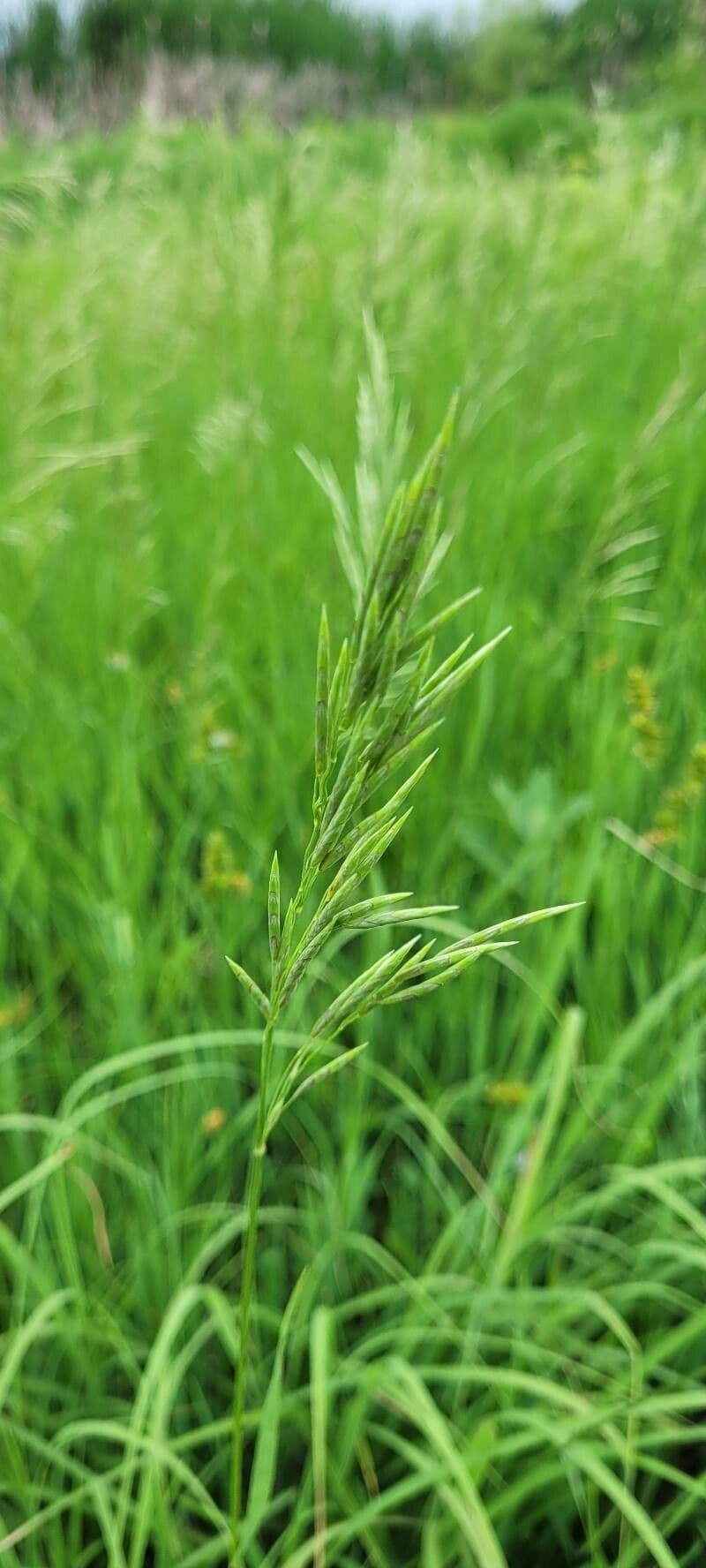Wehrlose Trespe 18