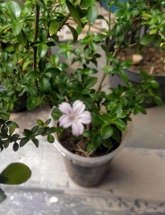 Serissa
