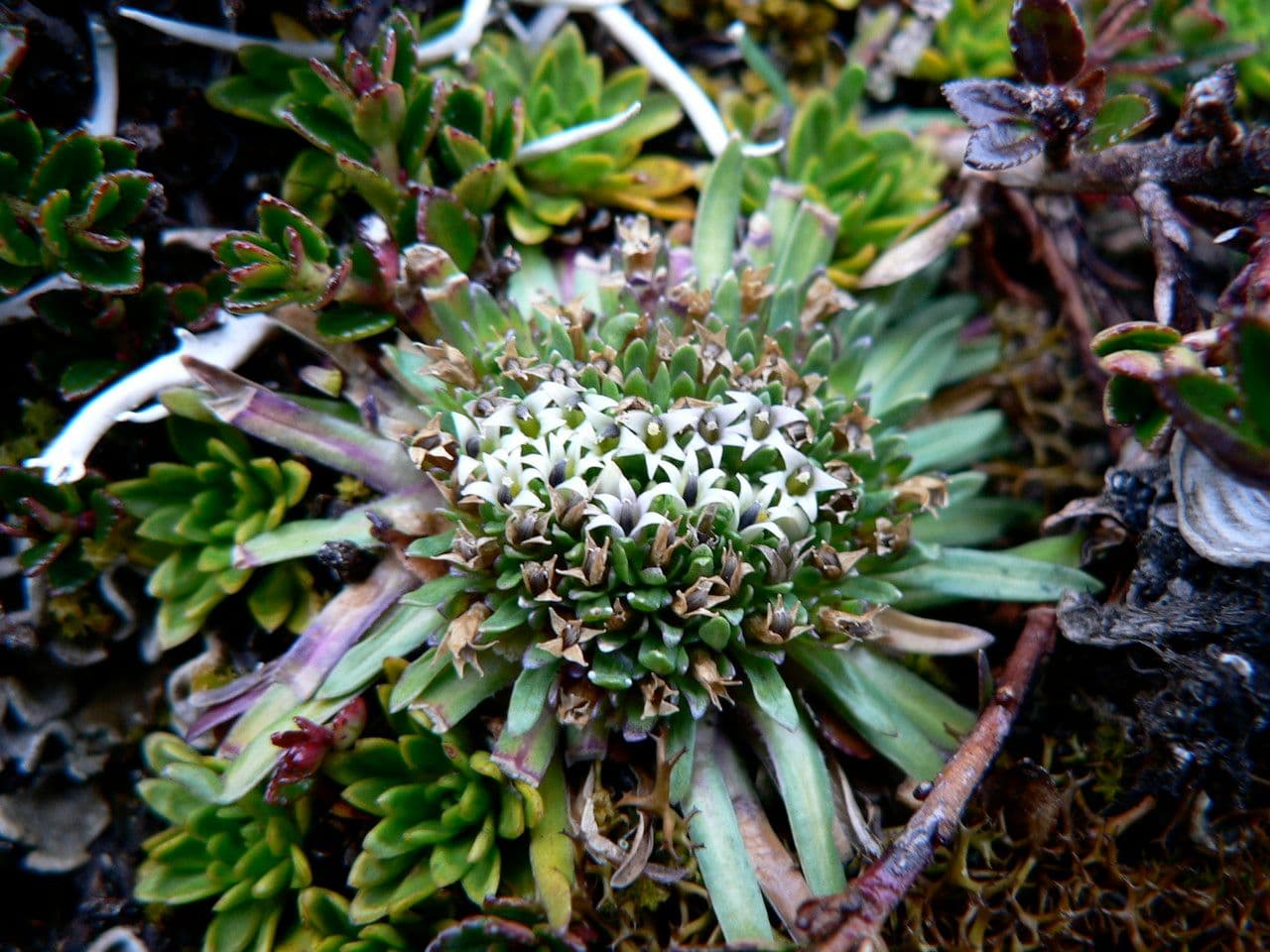Lysipomia 2