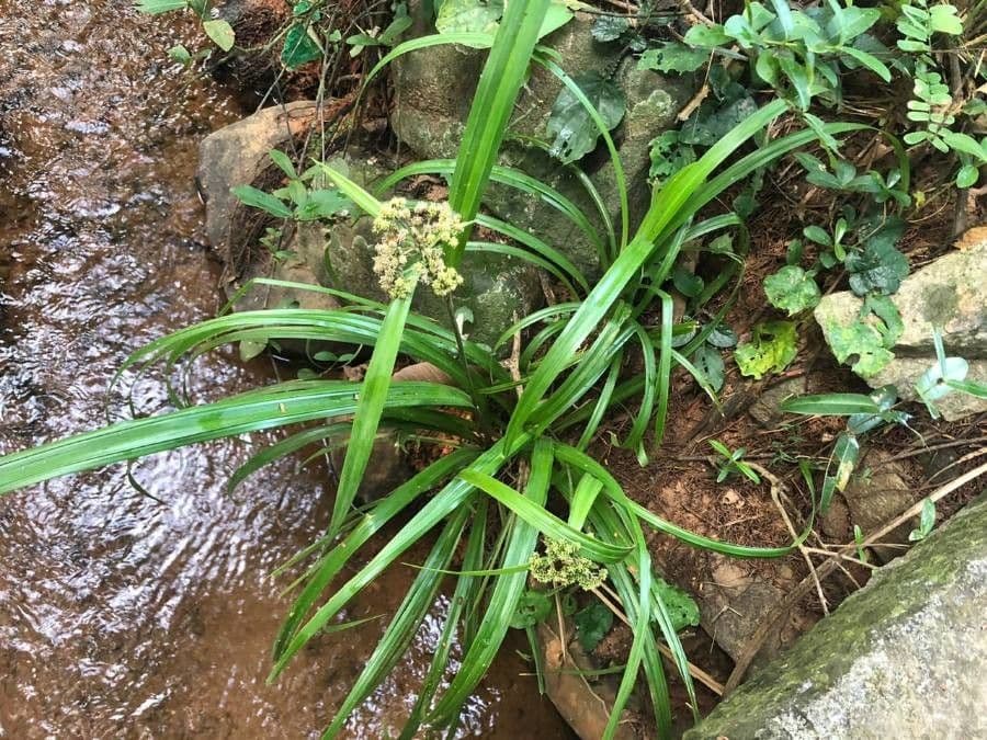 Sphaeranthus 4