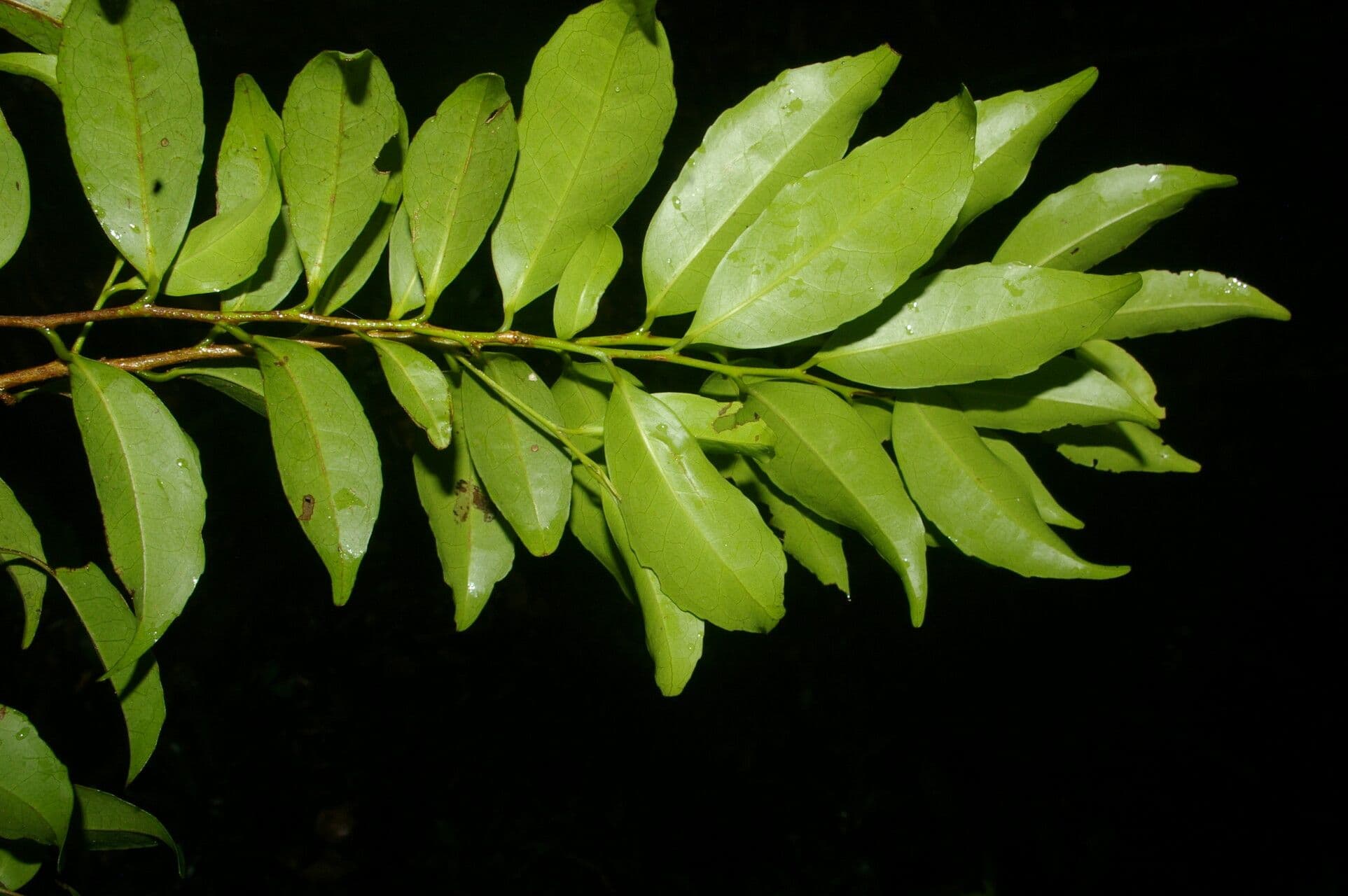 Symplococarpon 3