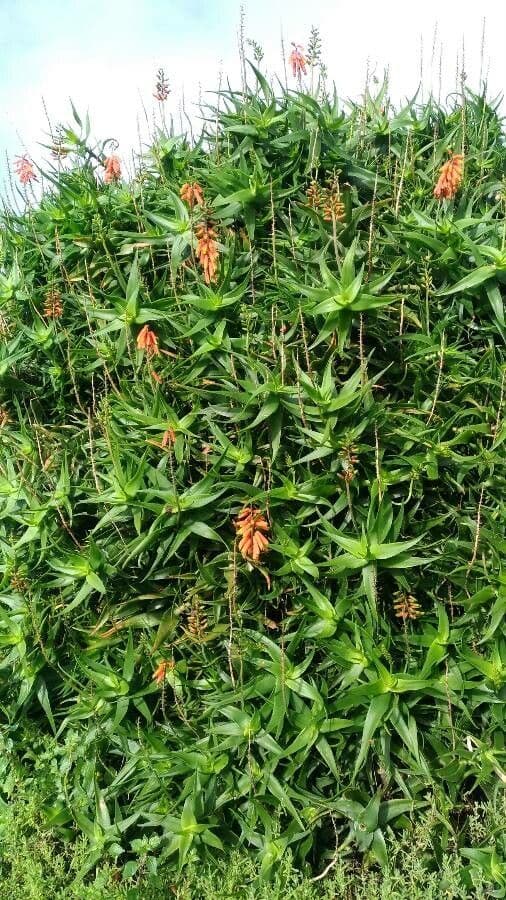Zaun-Aloe
