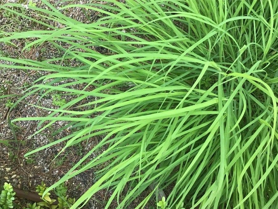 Bluestem australiano 3
