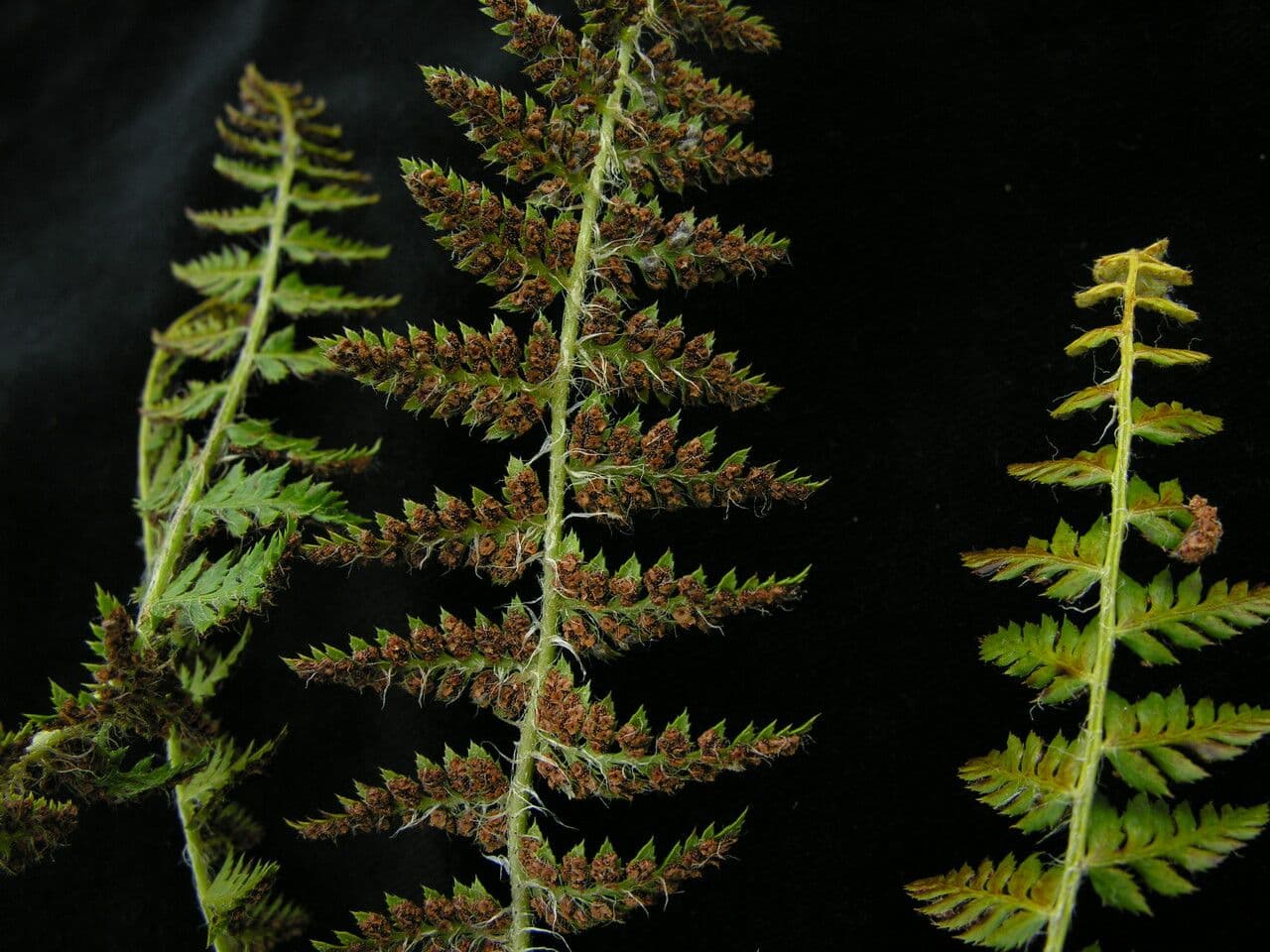 Polystichum 4