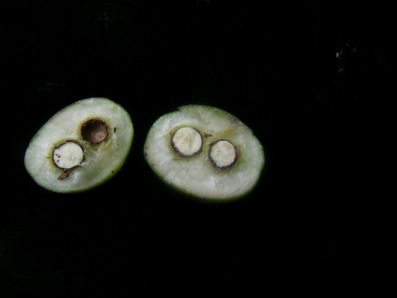 Balakata baccata