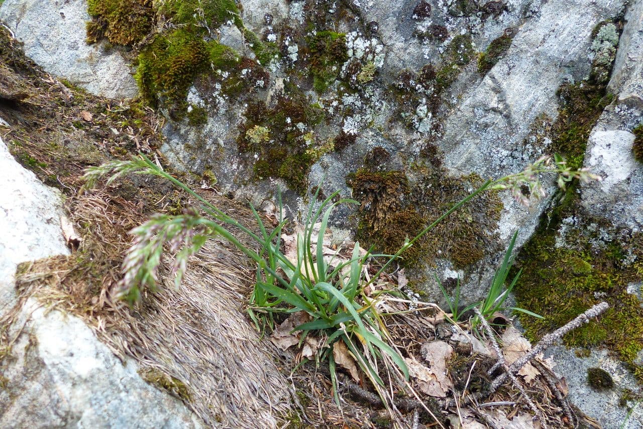 Alpen-Rispe 20