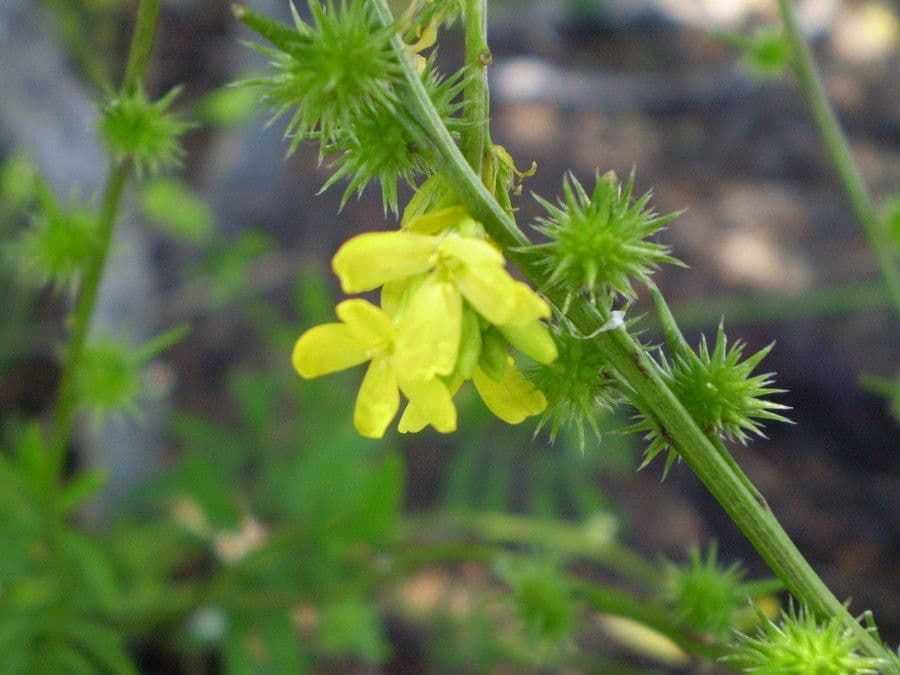 Succowia balearica 8