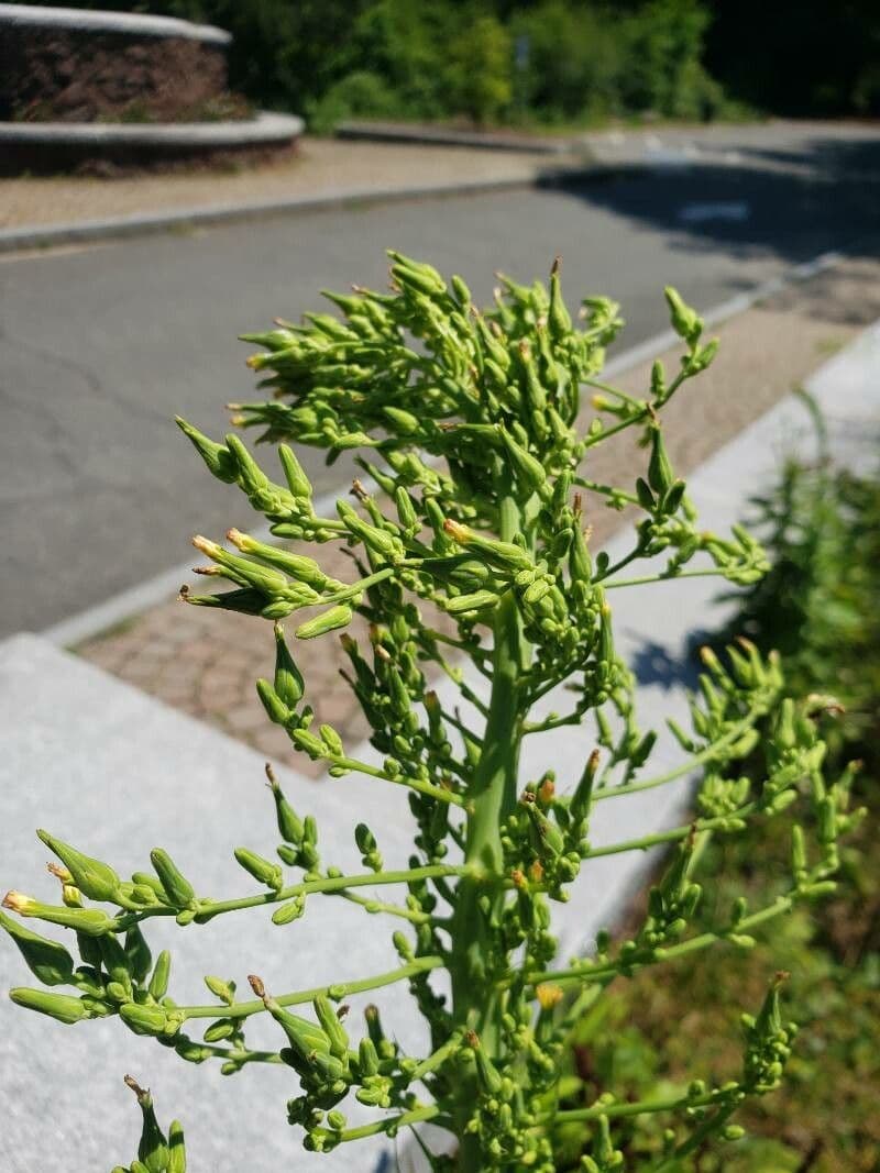 Lactuca 5