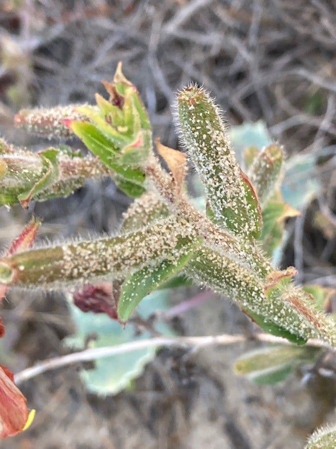 Enagra