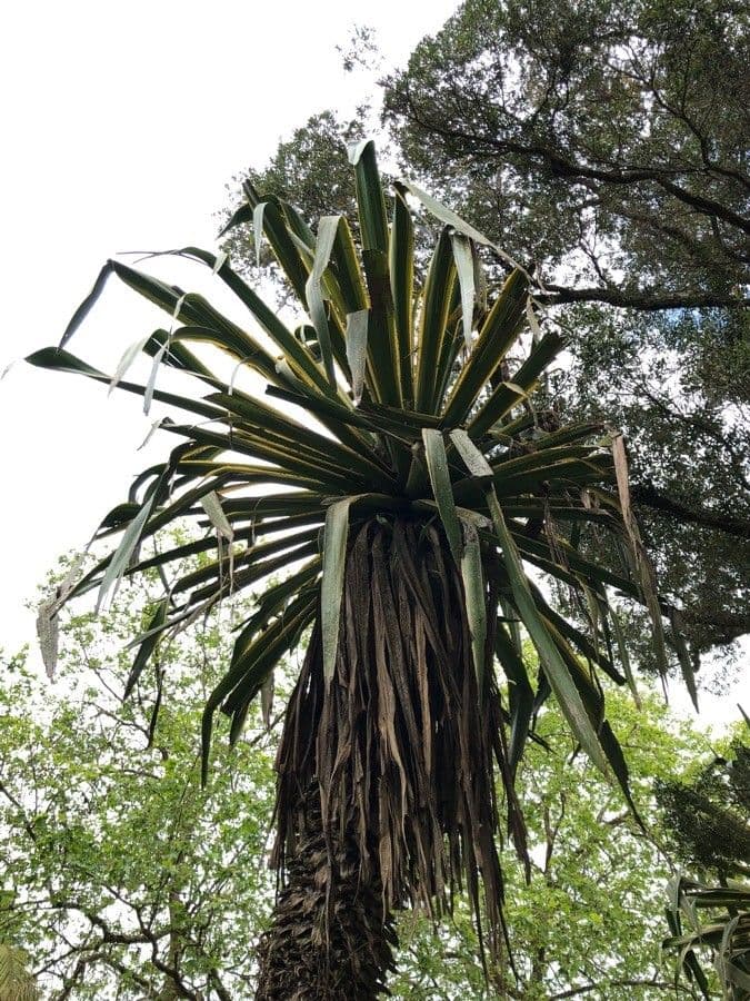 Sisal selvatico 4