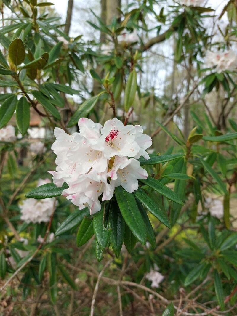 Rhododendron formosanum 2