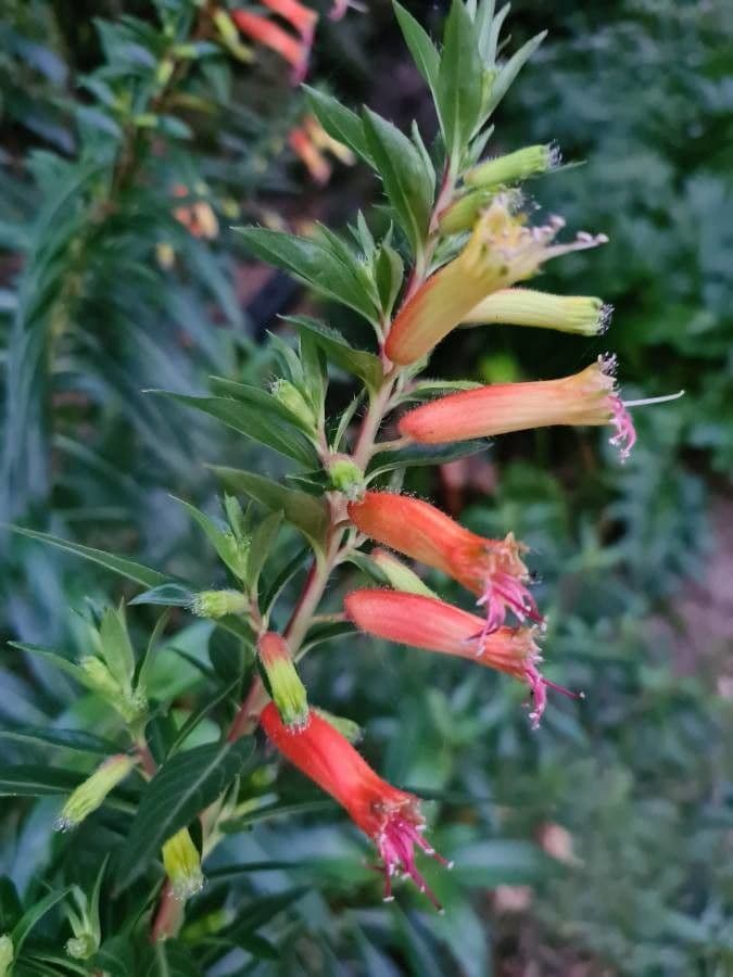 Lobelia lassiflora 9