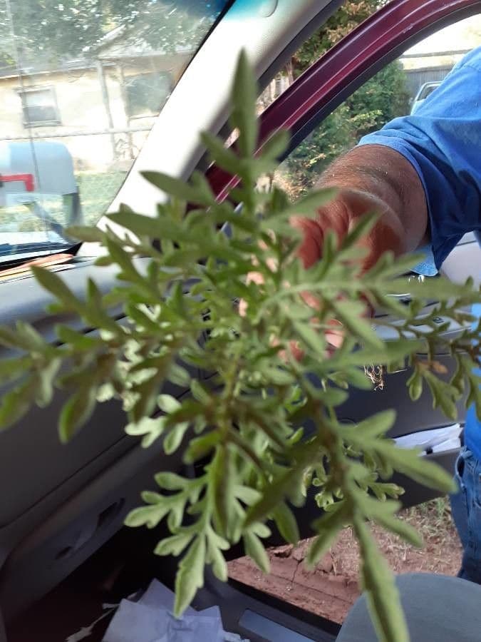 Leucospora multifida 12